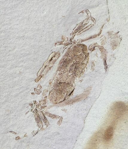 Fossil Pea Crab (Pinnixa) From California - Miocene #63737